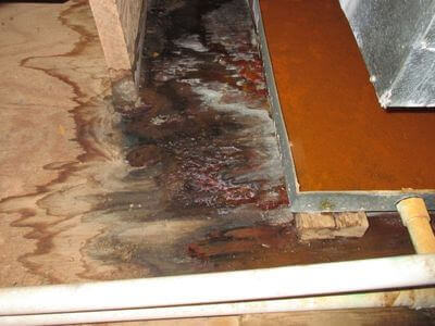 About Black Mold Removal Carbondale - black mold removal experts in Carbondale