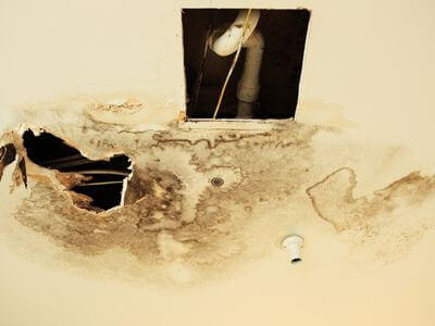 Professional black mold removal services in Carbondale - Black Mold Removal Carbondale